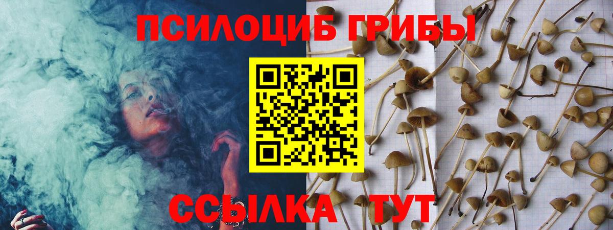 продажа наркотиков  Вход с VPN  Галлюциногенные грибы Psilocybine cubensis  Шали  Псилоцибиновые грибы Psilocybine cubensis 